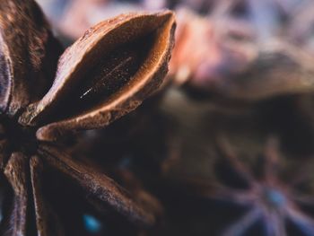 Cropped image of star anise