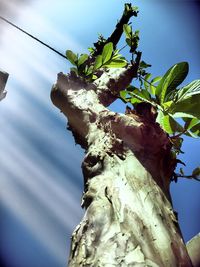 Low angle view of trees against sky