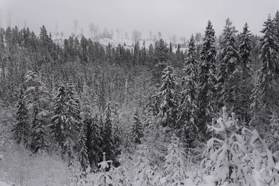 Pine trees in forest during winter