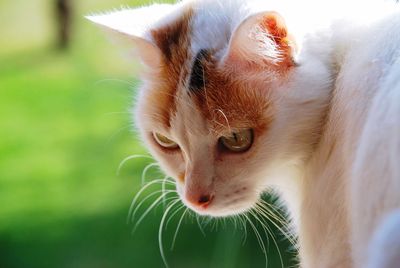 Close-up portrait of a cat