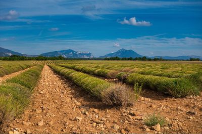 Lavender fields in the provence after the harvest at the end of summer