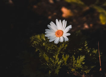 Close-up of white daisy flower