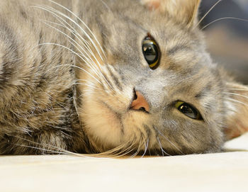 Close-up portrait of cat