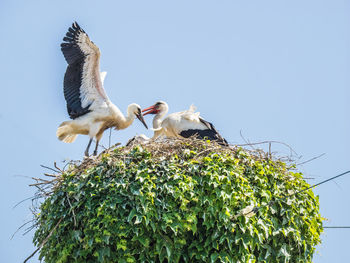 Low angle view of stork against clear sky