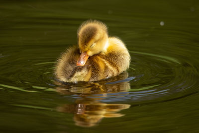 View of a duckling in lake