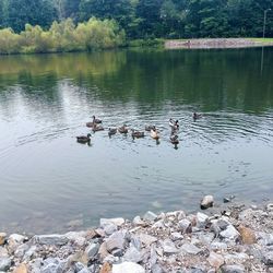 Ducks swimming in lake