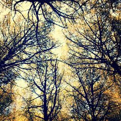 Low angle view of bare trees against sky