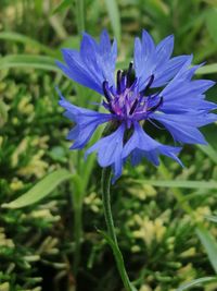 Close-up of purple blue flower