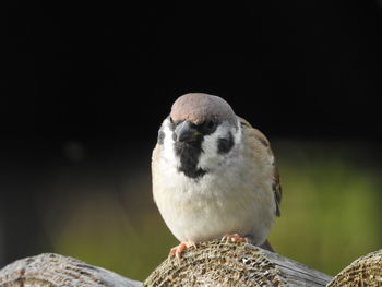 Close-up of bird perching on wood