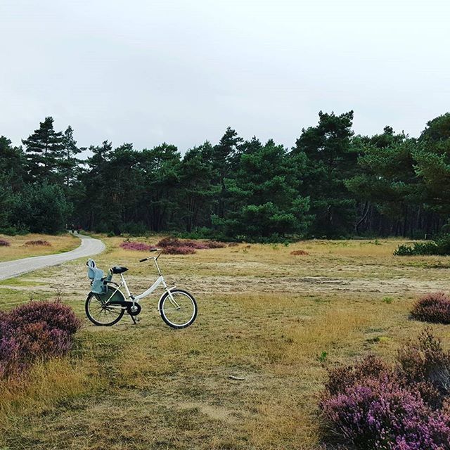 bicycle, tree, transportation, land vehicle, grass, clear sky, mode of transport, growth, field, tranquility, tranquil scene, parked, landscape, nature, stationary, plant, beauty in nature, scenics, parking, outdoors