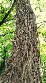 Low angle view of trees in forest