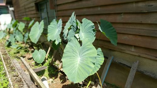 Close-up of plant growing outdoors