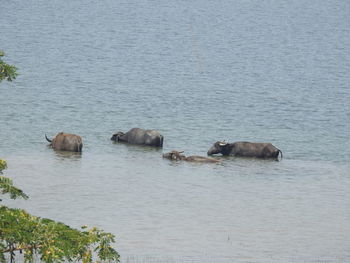 High angle view of sheep in sea