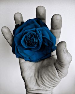 Close-up of man holding rose