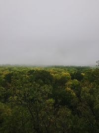 Plants growing on land against sky