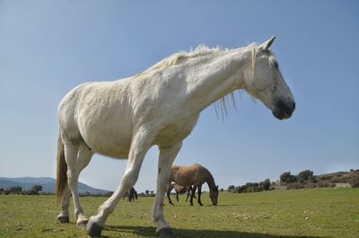 View of horse on field against sky