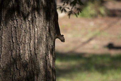 Close-up of a bird on tree trunk