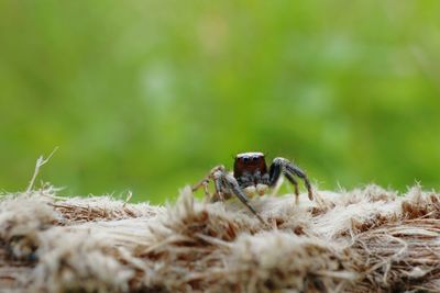 Close-up of spider on grass