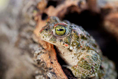 Close-up of frog on tree