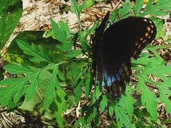 High angle view of butterfly on leaf