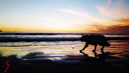 Silhouette person on beach against sky during sunset