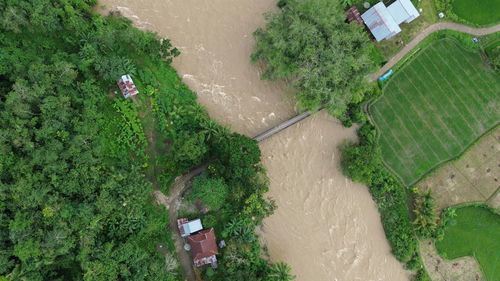 High angle view of trees and plants