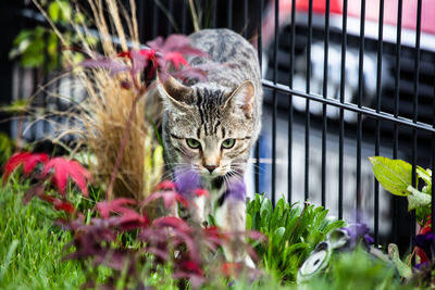 Close-up of a cat looking up