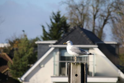 Close-up of seagul perching on pole against sky