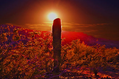 Plants growing on land against sky during sunset