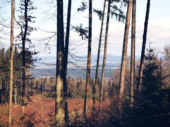 Scenic view of forest against sky