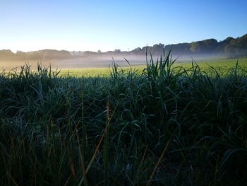 Scenic view of field against clear sky