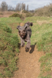 Portrait of a  dog running on field