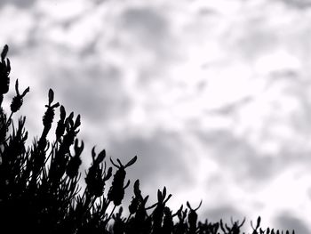 Trees against sky