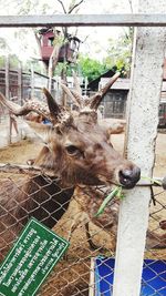 View of deer in zoo