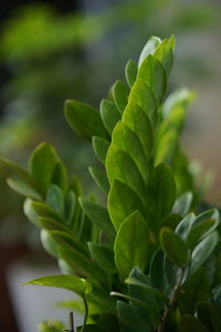 Close-up of fresh green leaves