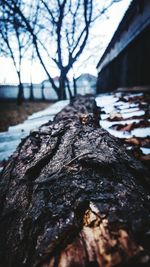 Close-up of water on tree against sky