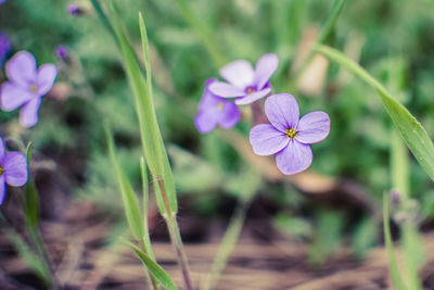 Close-up of purple flowering plants on field