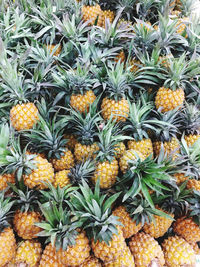 A pile of pineapples 