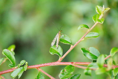 Close-up of insect on plant