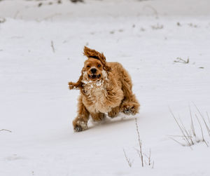 Dog running on snow covered land