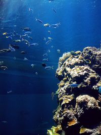 Fish swimming in sea