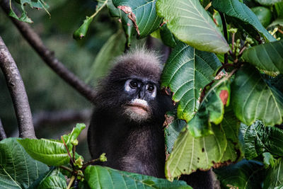 Portrait of monkey in a forest