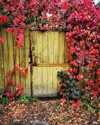 View of flowering plants on red door