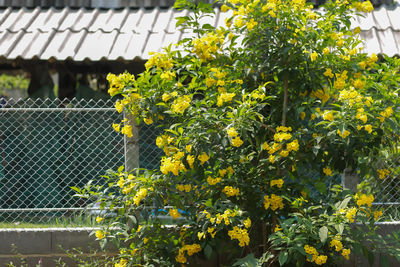 Yellow flowering plants by fence