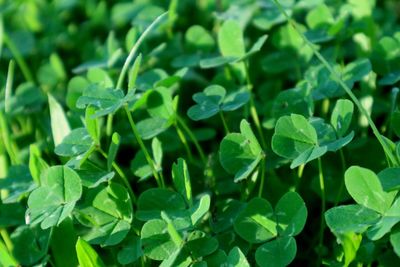 Full frame shot of fresh green leaves