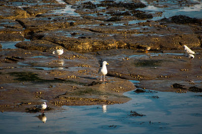 Seagulls perching on a lake