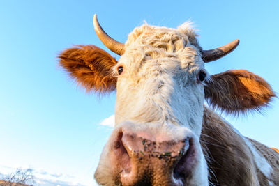 Close-up portrait of cow against clear sky