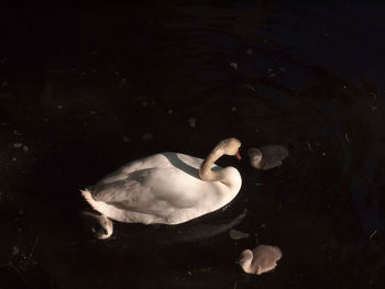 High angle view of swan swimming in lake