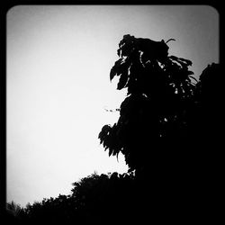Low angle view of trees against clear sky