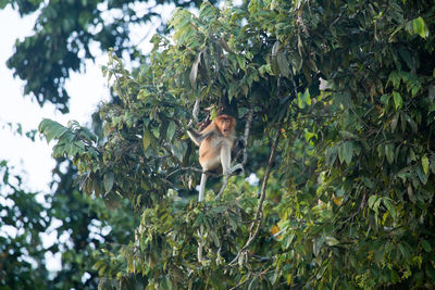 Low angle view of monkey on tree in forest